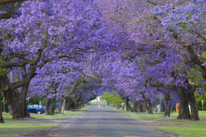 Jacaranda-Trees-Grafton- DSC2021 700
