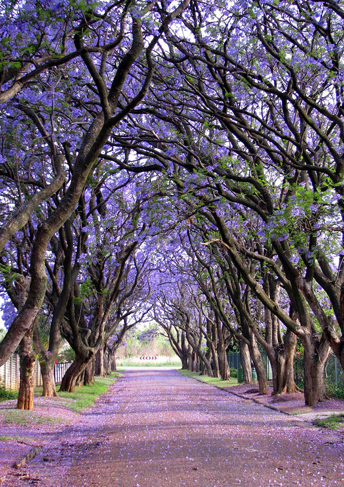 beautiful-streets-trellis-canopies-13 700