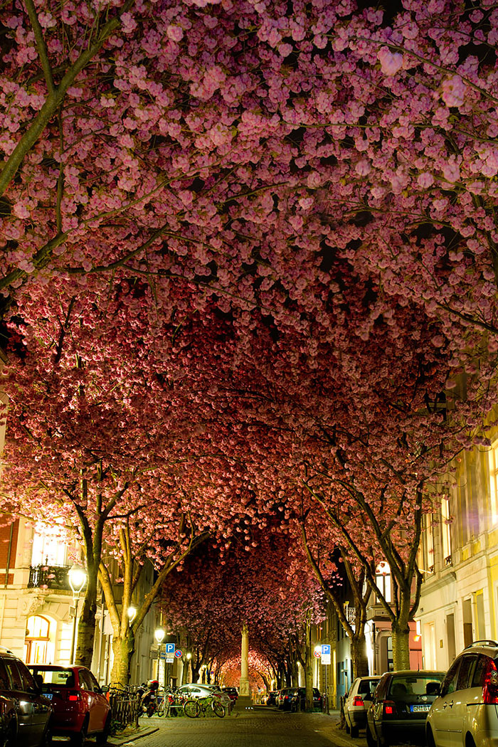 beautiful-streets-trellis-canopies-2 700