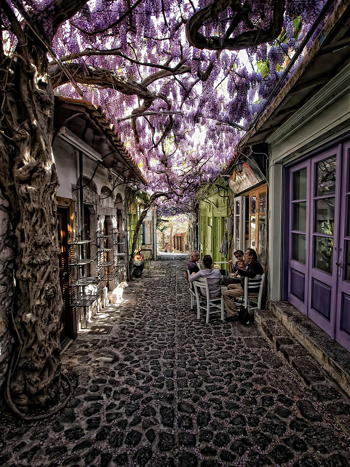 beautiful-streets-trellis-canopies-4 700