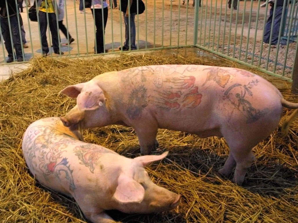 there-have-even-been-rumors-of-a-tattooed-pig-living-in-cohens-mansion--as-another-work-of-art