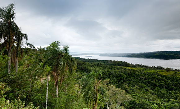 jungle_1.PNG