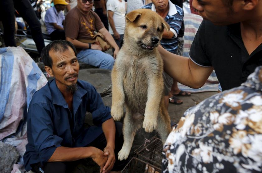 dog_5.JPG