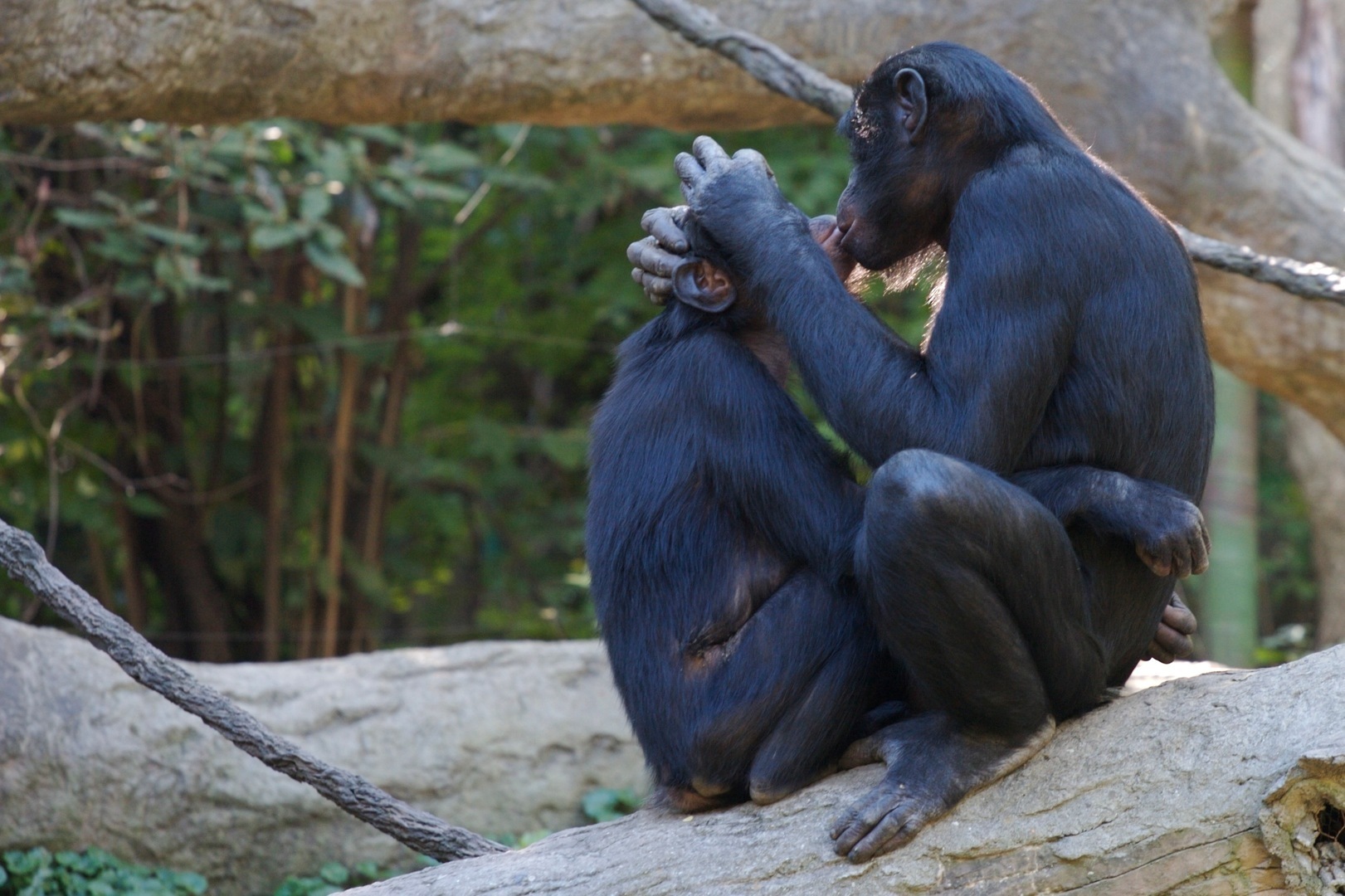 bonobo-hd-1.jpg