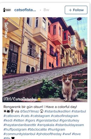 cat_2.JPG