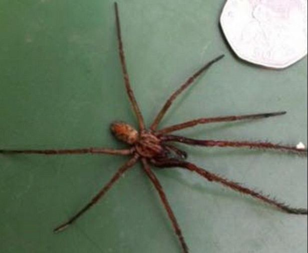 spider_2.JPG