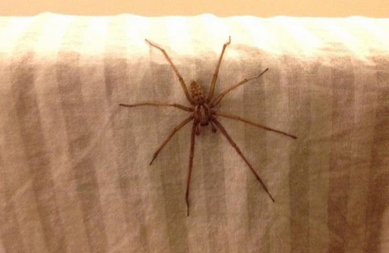 spider_4.JPG