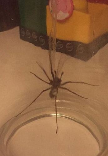 spider_5.JPG