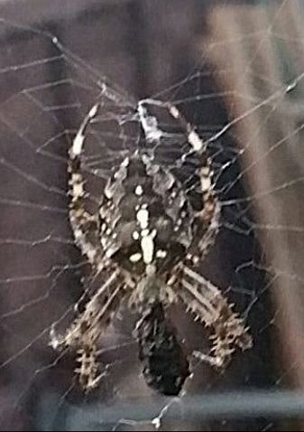 spider_6.JPG