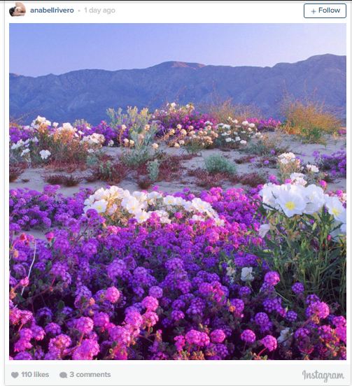 bloom_13.JPG