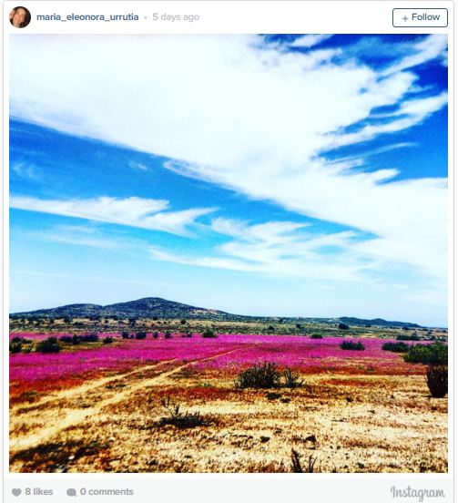 bloom_8.JPG