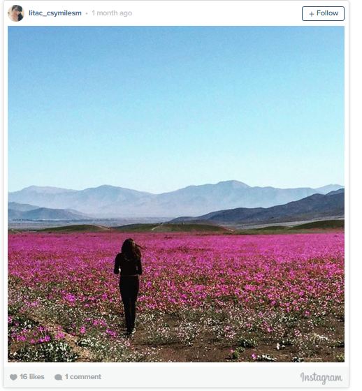 bloom_9.JPG