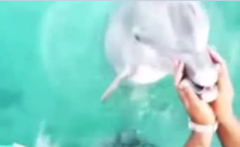 dolfin_1.JPG
