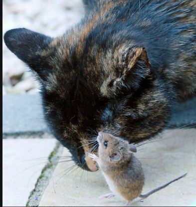 gata_2.JPG