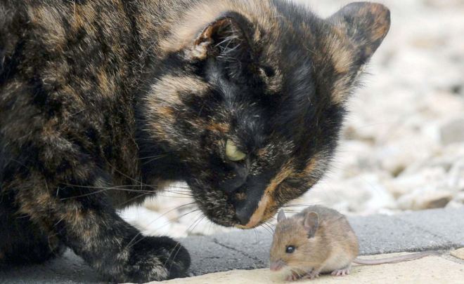 gata_4.JPG