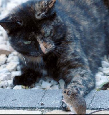 gata_5.JPG