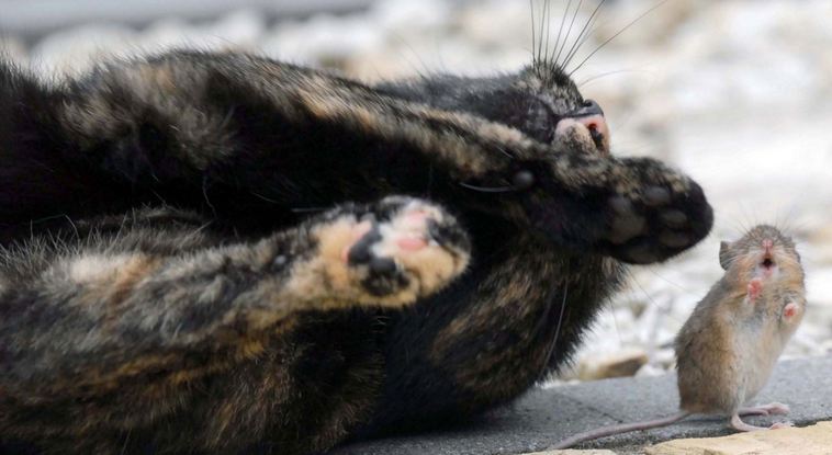 gata_6.JPG