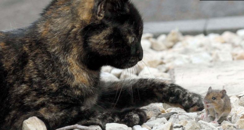 gata_7.JPG