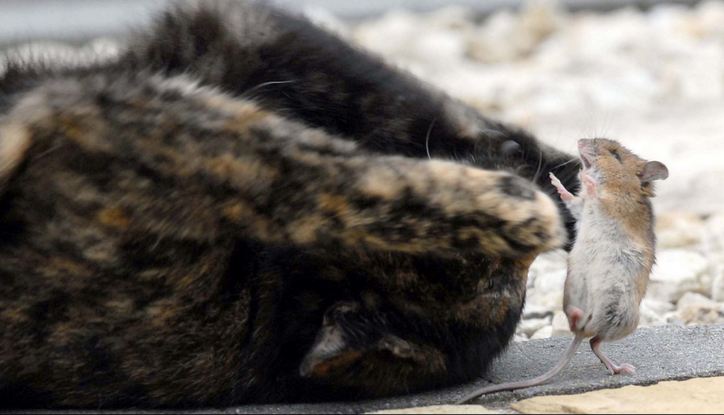 gata_8.JPG