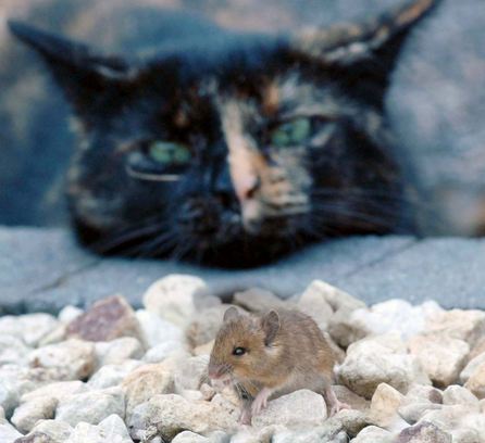 gata_9.JPG