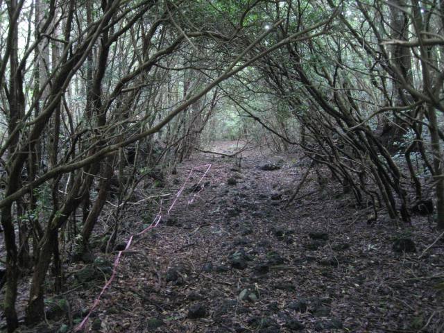 aokigahara-forest-108.jpg
