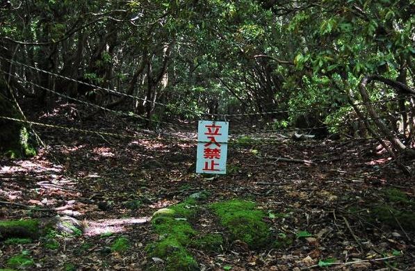 aokigahara.JPG
