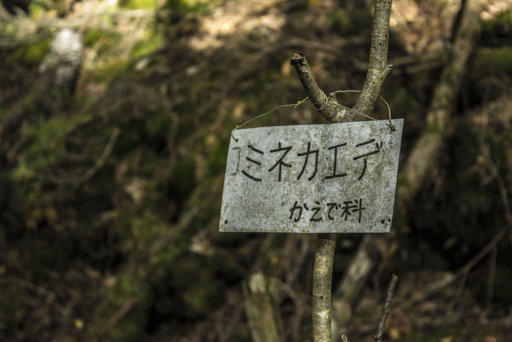 aokigahara_h_1113_2.jpg