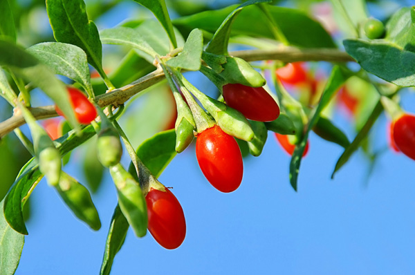 goji.jpg