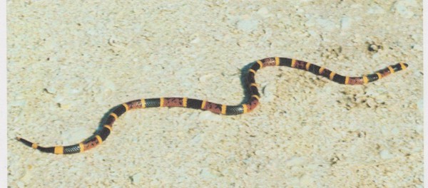 snakes_3.jpg