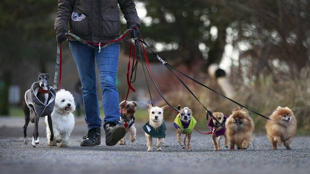 dogwalker.jpg