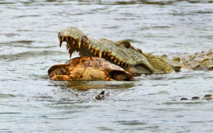 98854266 tortoise-Crocodile2-large transbGGFpKb0ZSkVWHuPGASy6k1zzbHvcWkybUg6pajp lI