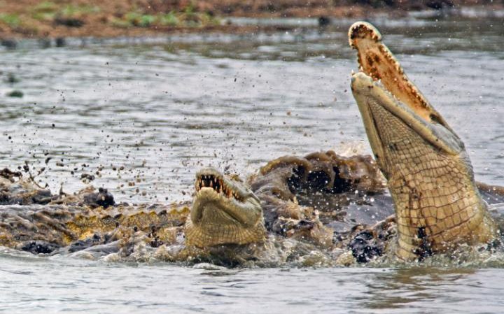 98854267 tortoise-crocodile-large transbGGFpKb0ZSkVWHuPGASy6g4knLjPM M0R3xiLV8rua4