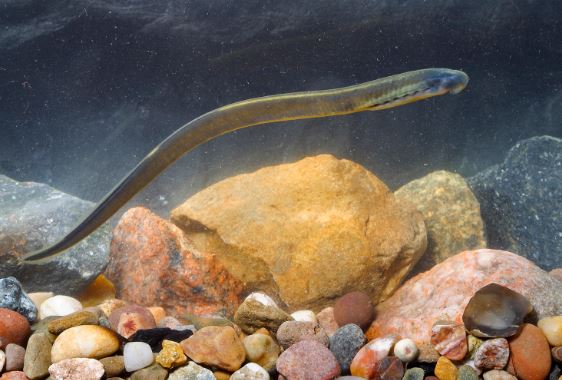 fish_2.JPG