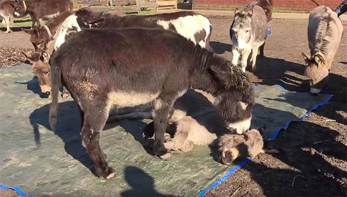 grieving-donkeys-cry-dead-friend-ezelshoeve-12-1