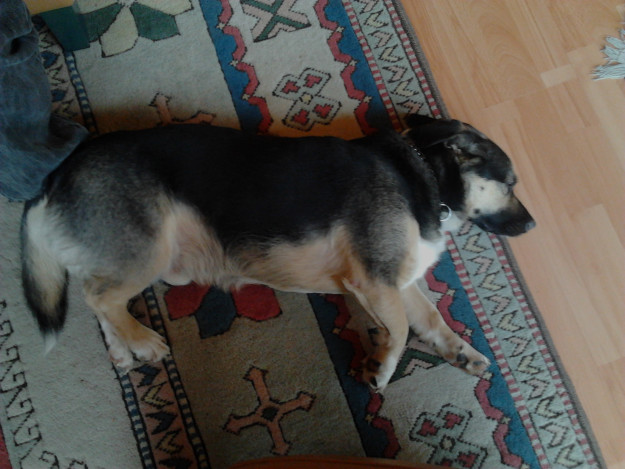 Angus