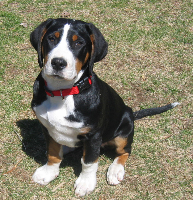 Bernard