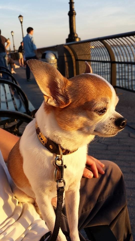 fiona