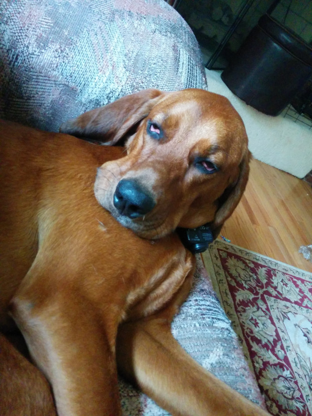 toby