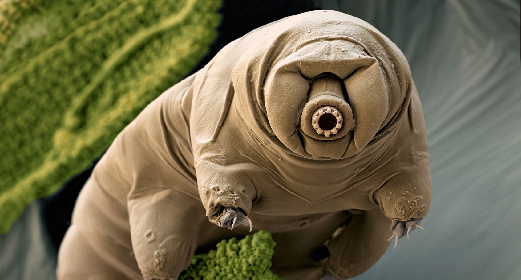 Tardigrade.jpg