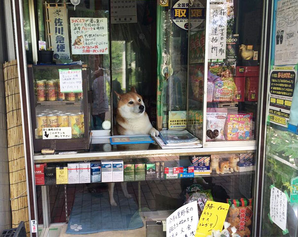 akita_ekso.jpg