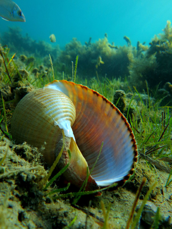 pet7