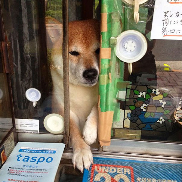 shiba_inu00.jpg