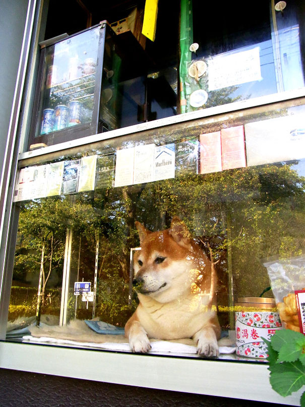 shiba_shiva.jpg