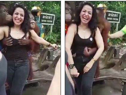 apes_2.JPG