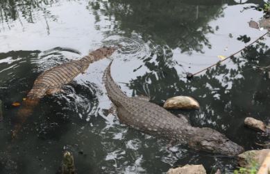 aligatoras_2.JPG