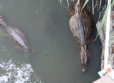 aligatoras_5.JPG