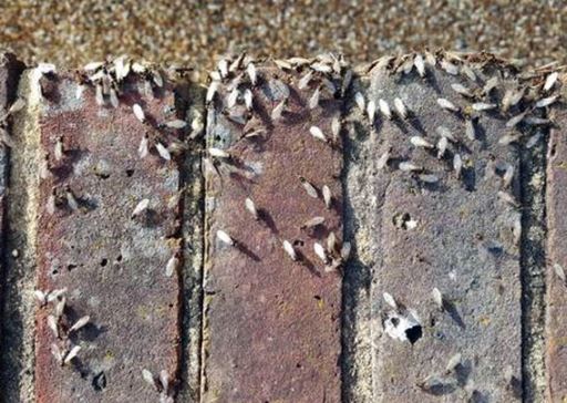 ants_2.JPG