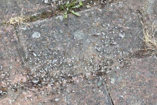 ants_3.JPG