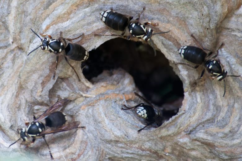 Bald-faced hornet Dolichovespula maculata 7717284202