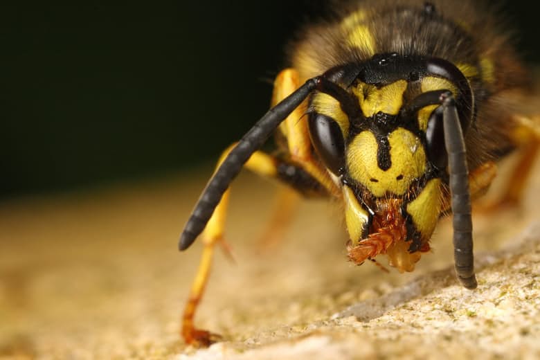 yellow-jacket-01